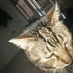 Meet your Posher, Trisha